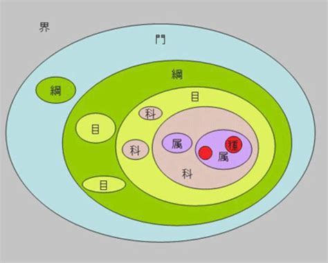 界門綱目科屬種口訣|界門綱目科屬種:分類系統,兩界,三界,四界,五界,兩總界。